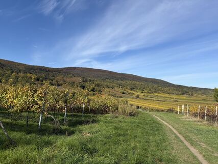 Fotografia z Hermann Czerweny na trase