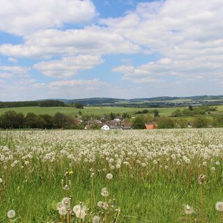 Tausende Pusteblumen - Panorama bei Berge