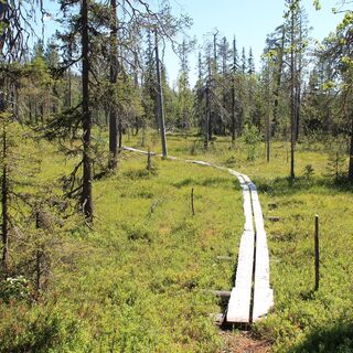 Stege im Wald, Salla