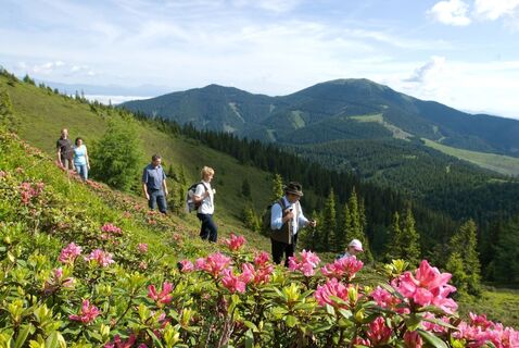 Hirscheggeralm zur Almrauschblüte