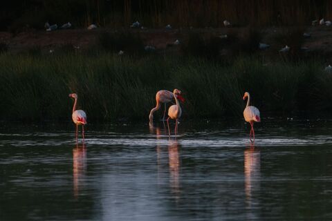 vreden-naturschutzgebiet-zwillbrocker-venn-flamingos-03