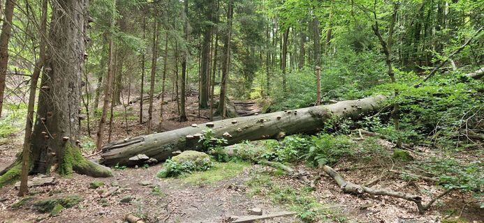 Foto de Ronny Kalusa a lo largo del recorrido