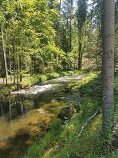 Foto de Waldläufer a lo largo del recorrido