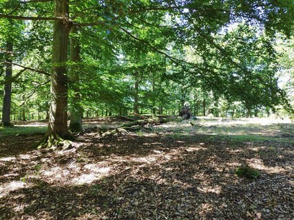 Nationalpark Kellerwald-Edersee - Ringelsberg-Route (UNESCO Weltnaturerbe)