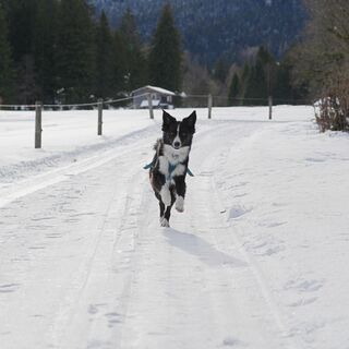 Hundefreundlicher Winterwanderweg in Vättis