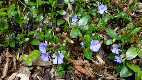Flora Kleines Immergrün