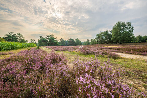 Osterheide