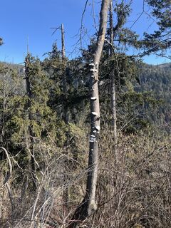 Fotografija s spletne strani kottlanj na poti