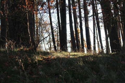 Wald
