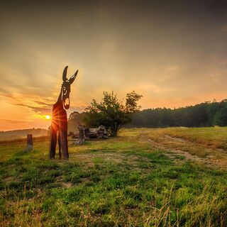 Stahlesel bei Sonnenaufgang