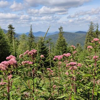 Schon auf dem Westweg hat man immer wieder tolle Ausblicke ins Albtal