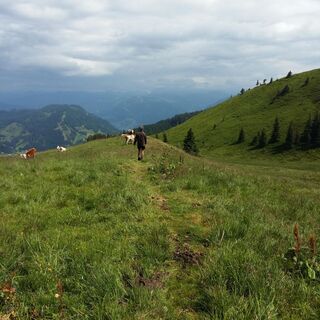 Feldweg in Richtung Hochegg/Gamskögerl