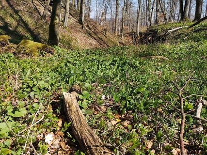 Burggraben der ehem. Wildburg
