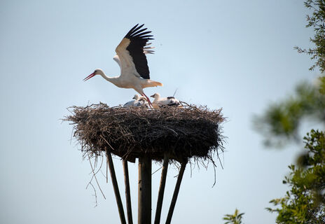 Storchennest Kranenburg