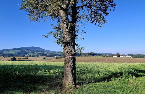 Photo de zirberl le long du parcours