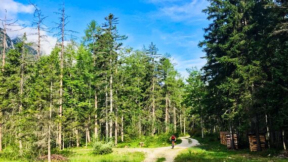 Waldweg oberhalb Narzissenbad