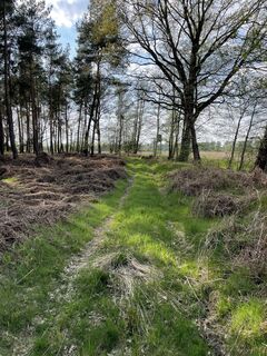  Kälberdreschen Waldweg