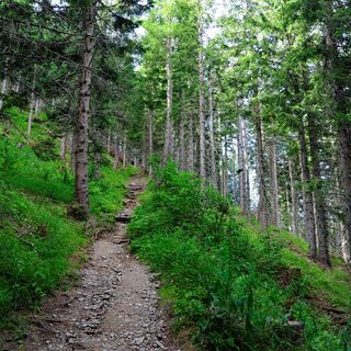 Kühle Luft und frischer Wald-Duft umgeben uns.