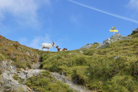 Am Weg zur Mokarspitze