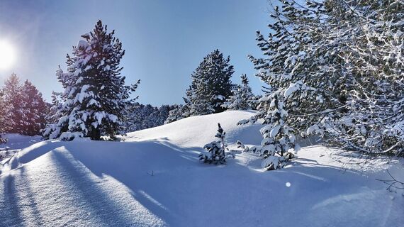 Stimmung im tief verschneiten Zirbenwald