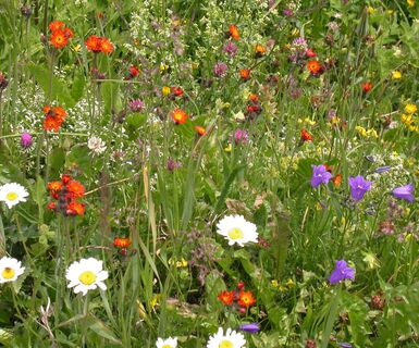 Fauna und Flora Schanfigg