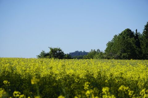 Blick zum Mahlbergturm