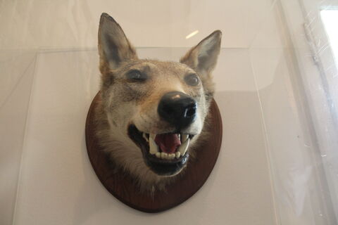 Heimatmuseum Rodewald Würger vom Lichtenmoor