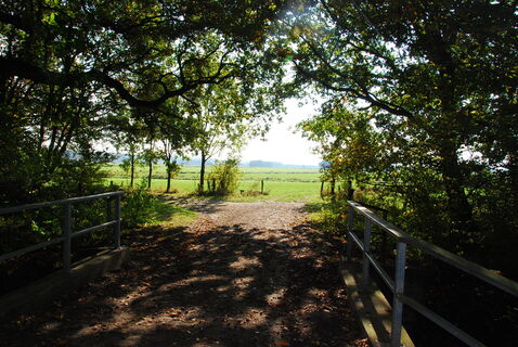 Moorhennies Blick in die Marsch