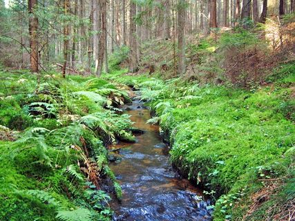 Föhrenbach im Höllgraben