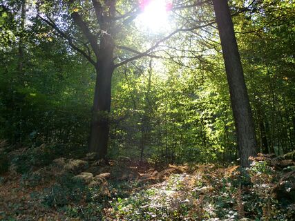 Reichswald
