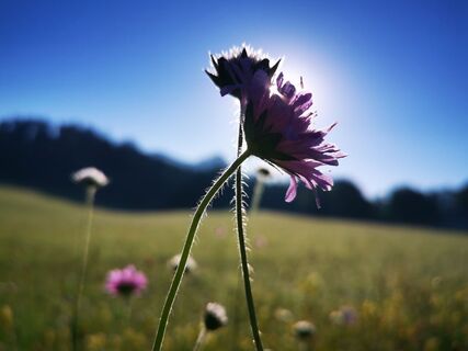 Herbstblumen