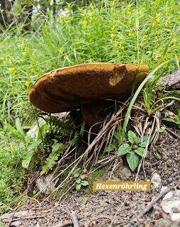 Fotografie z Grieshofer Gerlinde na trase