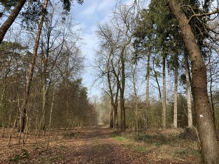 Waldstückchen in Nordrheda