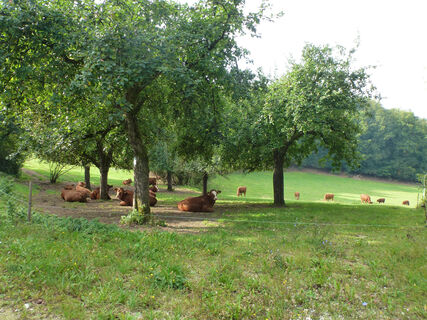 HI_RW1_P1070680_Rinder_FotoVF