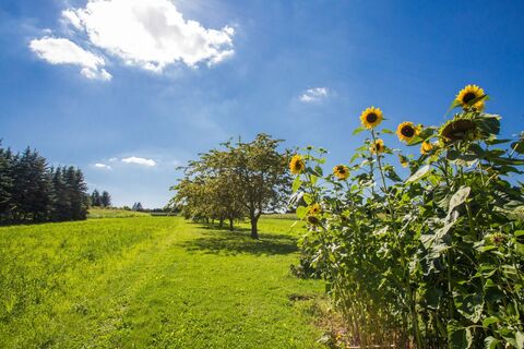 Obstwiesen bei Hechingen-Bechtoldsweiler Römer-Tour