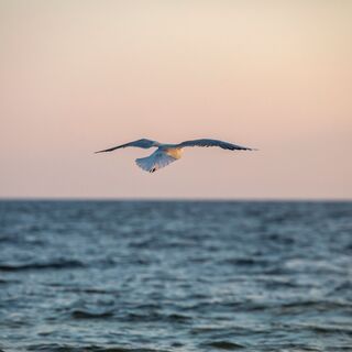 Möwe