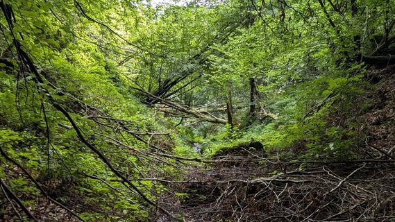 Foto från Jele Hannes under resans gång