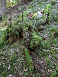 Photo de Anna Bärnthaler le long du parcours