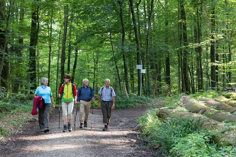 Wandern im Stadtwald