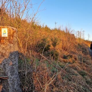 BestWeg Nuttlar Suhrenberg