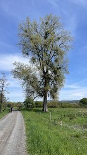 Fotografie de la Peter Burki de-a lungul turului
