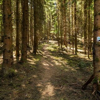 Im Burgwald