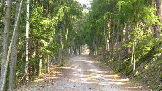 Waldweg
