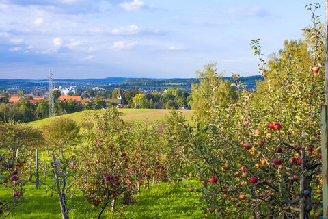 Apfelplantage bei Weilstetten
