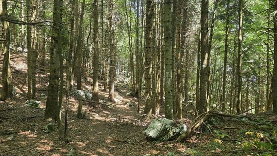 Photo de euterpe42 le long du parcours