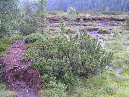 Hochmoor St. Lorenzen - Andertal
