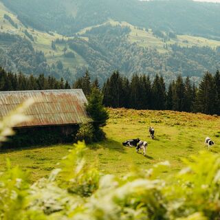 Kühe weiden beim Alpseeblick
