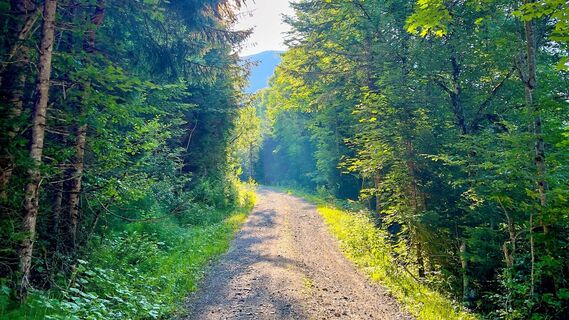 am Beginn der Wanderung - Forststraße zur Rotwandhütte