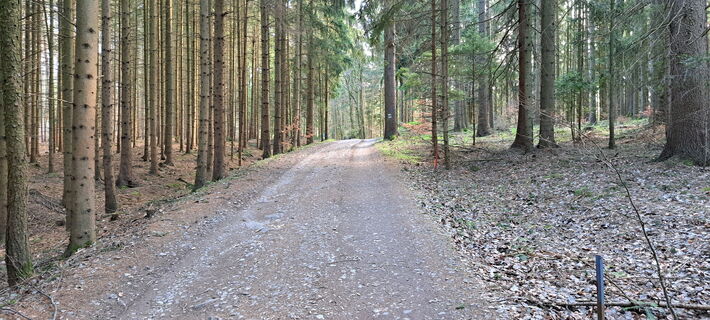 am Forstweg Richtung Buschandlwand