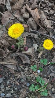 die ersten Frühlingsboten